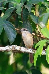 Brown Shrike